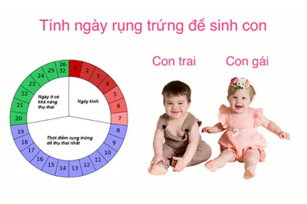 Cách tính ngày rụng trứng sinh con